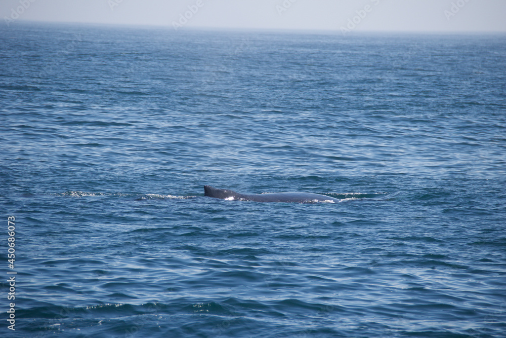 Obraz premium person in the ocean