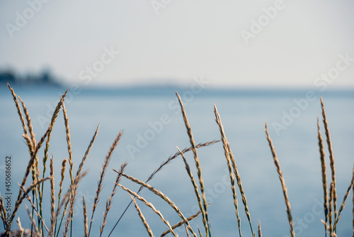 Fototapeta Naklejka Na Ścianę i Meble -  reeds in the water