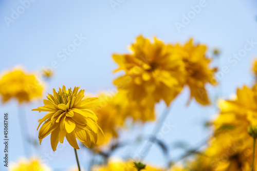 yellow Primula elatior flowers on a blue sky