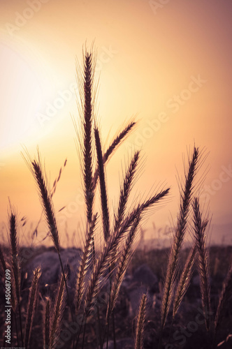 Wheat grass silhouette at sunset time.