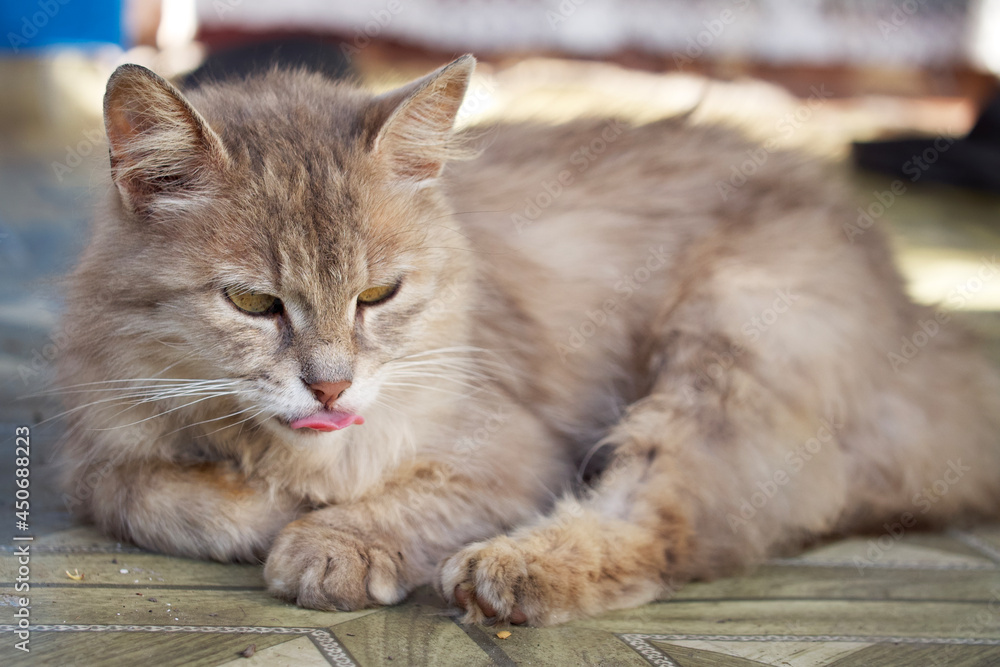 Fluffy domestic cat shows tongue. Grey cat lies with tongue out.