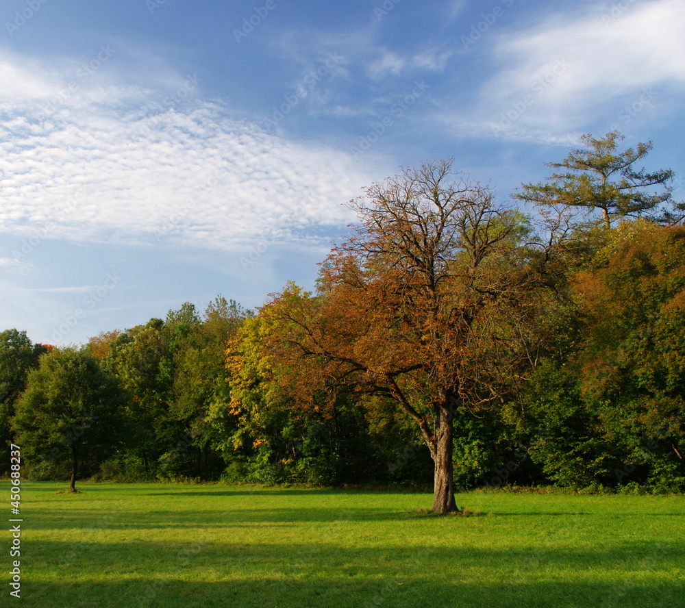 Panorama landscape shot of a green meadow with colorful trees and blue sky in autumn.Autumn nature panorama with blue sky.