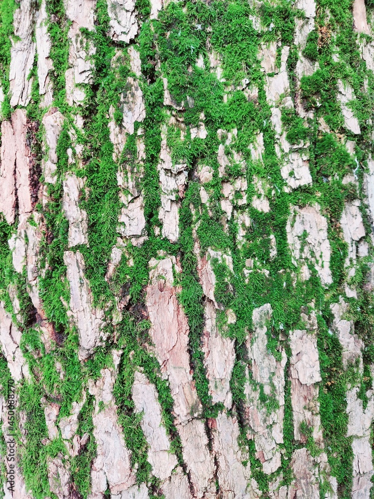 Obraz premium bark texture