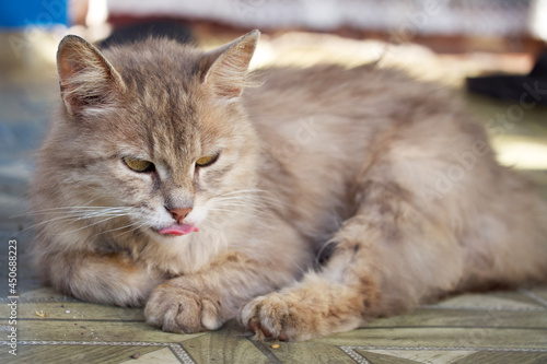Fototapeta Naklejka Na Ścianę i Meble -  Fluffy domestic cat shows tongue. Grey cat lies with tongue out.
