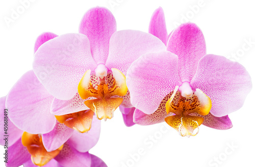 Pink streaked orchid flower  isolated  