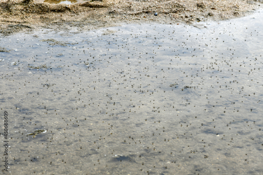 A lot of mosquitoes appeared on the small lake. A lot of mosquitoes appeared on the small lake.