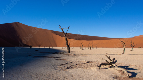 Dead tree and branches against the backdrop of a red desert dune at Deadvlei pan, located in Sossusvlei National Park, a popular tourist destination in Namibia