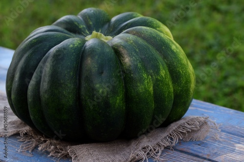 Muscat Squash 'Muscat de Provence'  Cucurbita moschata fresh green pumpkin.
