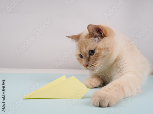 The cat is playing with a paper airplane.
