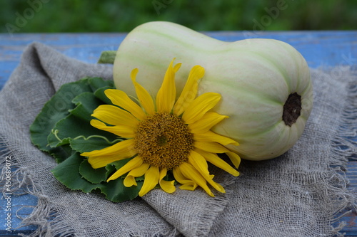 Butternut pumpkin on yute fabric, green leaves and sunflower. photo