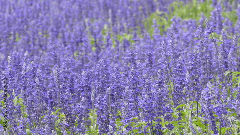 Naklejka premium Purple landscape with lavender flowers on a farm, small field with lavender