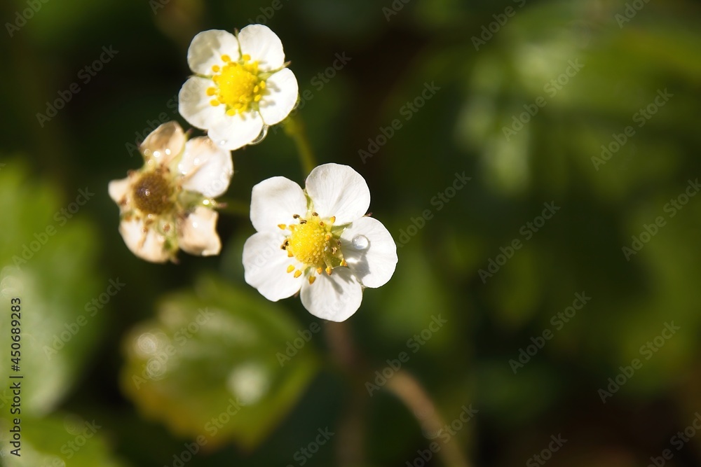 white flowers in the garden white flowers in the garden