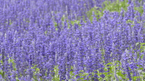 Purple landscape with lavender flowers on a farm  small field with lavender