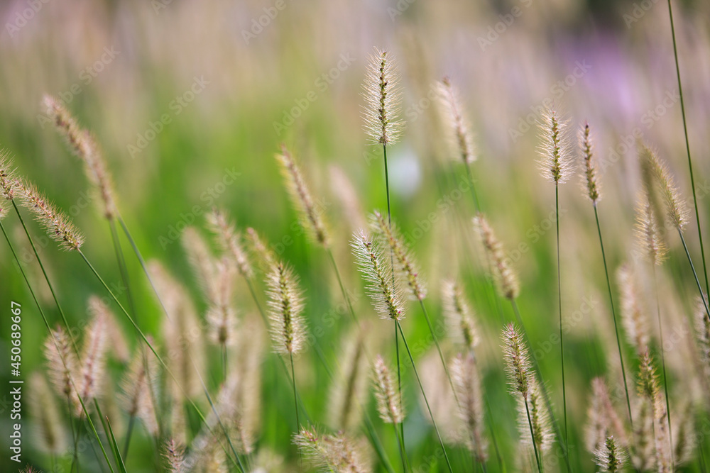 green reed in meadow - beautiful nature in autumn green reed in meadow - beautiful nature in autumn
