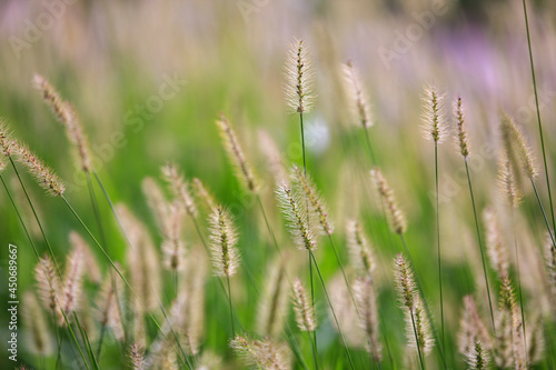 green reed in meadow - beautiful nature in autumn