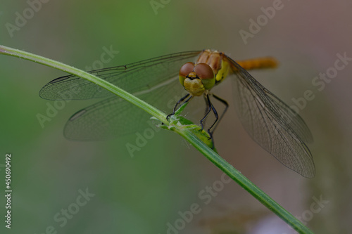 Immature male Common darter (Sympetrum striolatum)