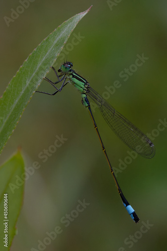 Immature male Blue-tailed damselfly or Common bluetail (Ischnura elegans)