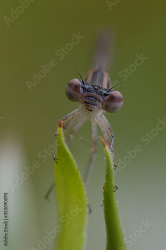 Blue-tailed damselfly or Common bluetail (Ischnura elegans) - Immature female