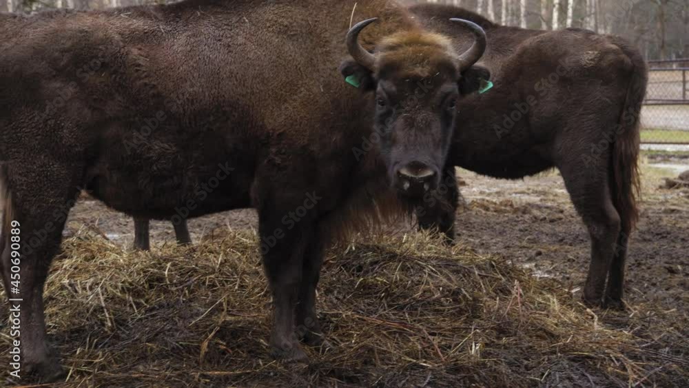 European bison in Belovezhskaya Pushcha National Park, Bison bonasus, UNESCO World Heritage Site. 4K 25fps European bison in Belovezhskaya Pushcha National Park, Bison bonasus, UNESCO World Heritage Site. 4K 25fps
