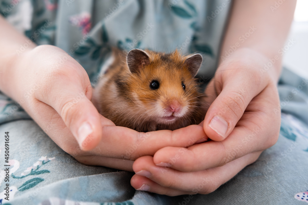 ginger cute hamster sitting in the arms of a child