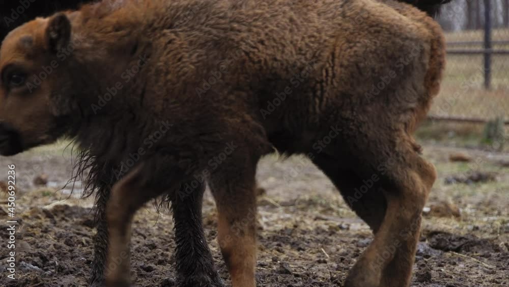 European bison in Belovezhskaya Pushcha National Park, Bison bonasus, UNESCO World Heritage Site. 4K 25fps European bison in Belovezhskaya Pushcha National Park, Bison bonasus, UNESCO World Heritage Site. 4K 25fps