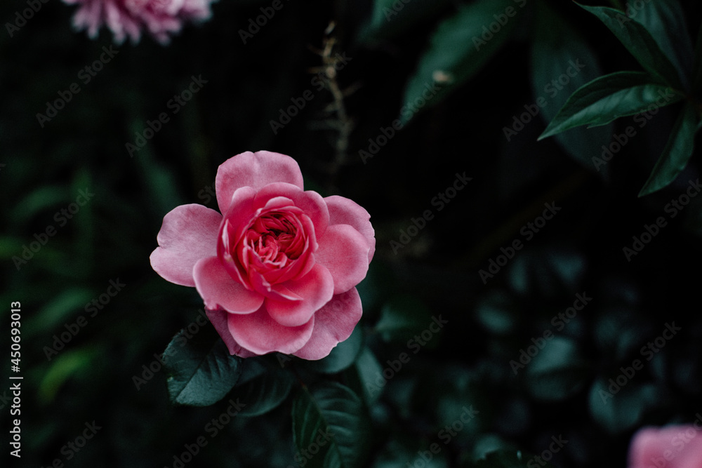 Pink rose in a garden with birds eye view Pink rose in a garden with birds eye view