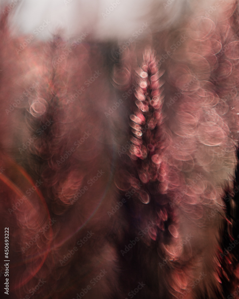 Golden hour light captured on pink and purple long grass Golden hour light captured on pink and purple long grass