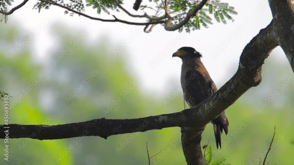 closeup clip of a Crested serpent eagle in nature closeup clip of a Crested serpent eagle in nature