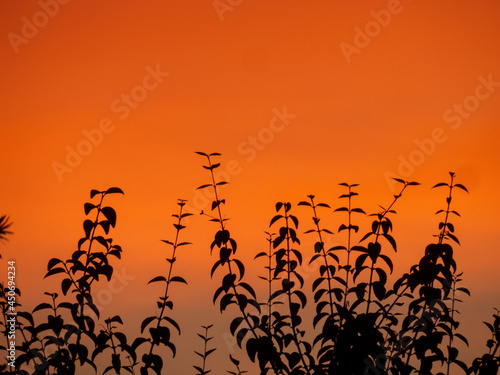 silhouette of plants at sunset