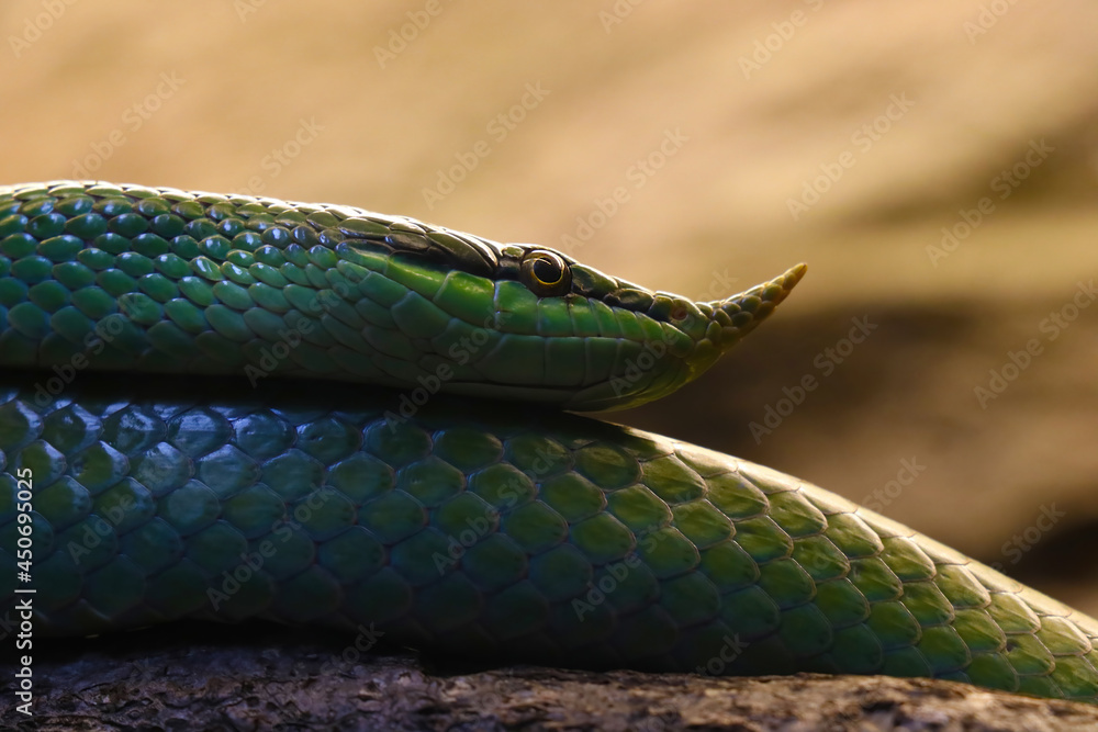 Obraz premium Close-up of a green nosed snake in the park.