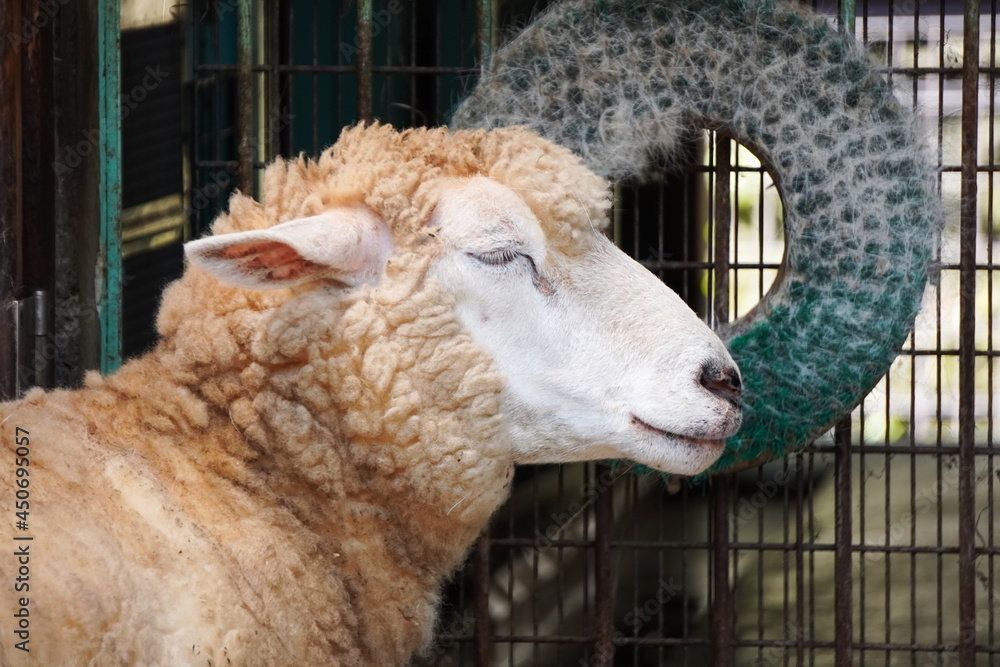 The appearance of a cute sheep The appearance of a cute sheep