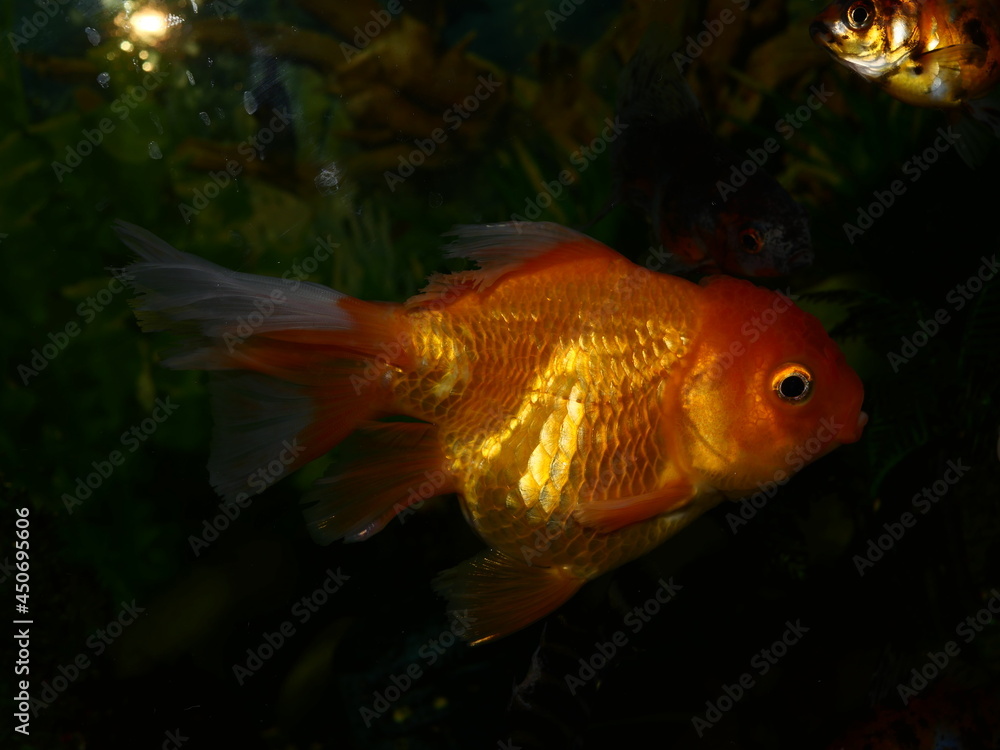 The fish are very beautiful in color swimming in the water tank aquarium, the water is very clear making the beauty of the fish's body very clearly visible The fish are very beautiful in color swimming in the water tank aquarium, the water is very clear making the beauty of the fish's body very clearly visible