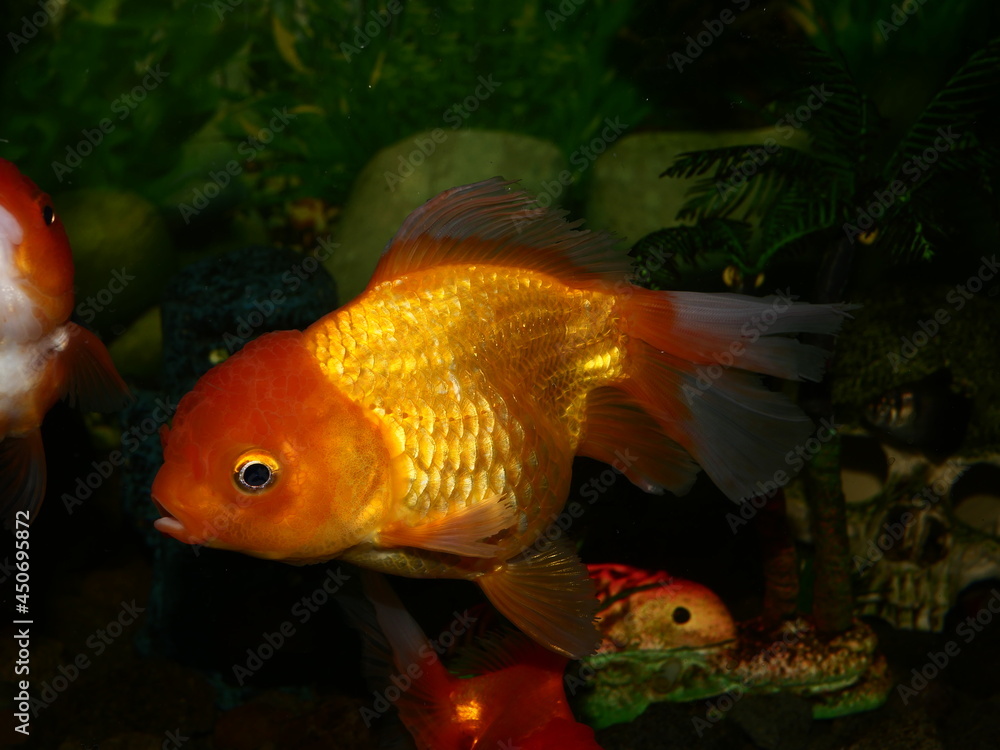 The fish are very beautiful in color swimming in the water tank aquarium, the water is very clear making the beauty of the fish's body very clearly visible The fish are very beautiful in color swimming in the water tank aquarium, the water is very clear making the beauty of the fish's body very clearly visible