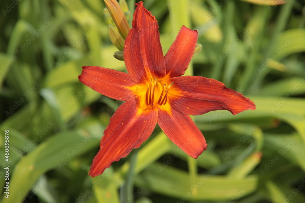 Yellow and red leaves on the flower of lily in public planter Yellow and red leaves on the flower of lily in public planter