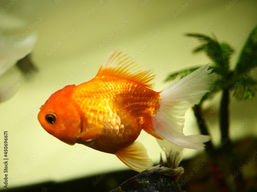 The fish are very beautiful in color swimming in the water tank aquarium, the water is very clear making the beauty of the fish's body very clearly visible The fish are very beautiful in color swimming in the water tank aquarium, the water is very clear making the beauty of the fish's body very clearly visible