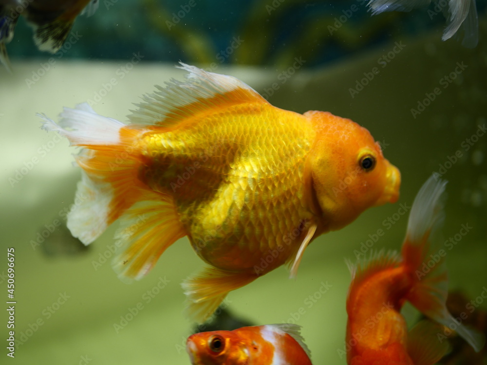 The fish are very beautiful in color swimming in the water tank aquarium, the water is very clear making the beauty of the fish's body very clearly visible The fish are very beautiful in color swimming in the water tank aquarium, the water is very clear making the beauty of the fish's body very clearly visible