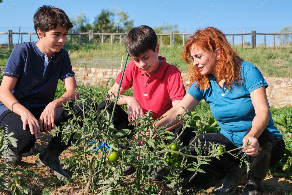 © Cavan Images - Mother with her sons examining a tomato plant in their garden. © Cavan Images - Mother with her sons examining a tomato plant in their garden.