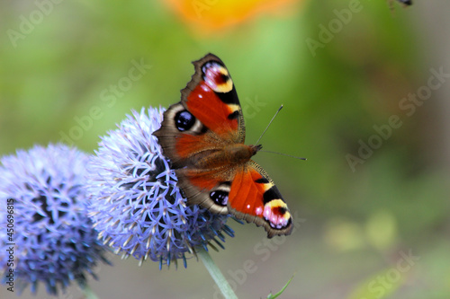 Thistle Echinops Ritro with Peacock Butterfly