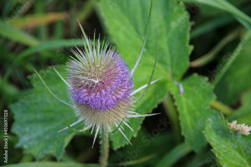 Flower heads of the wild teasel along side of the road