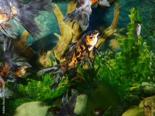 The fish are very beautiful in color swimming in the water tank aquarium  the water is very clear making the beauty of the fish s body very clearly visible