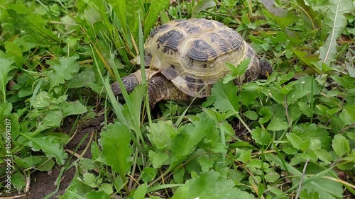 The turtle walks in the summer outdoors and eats grass photo