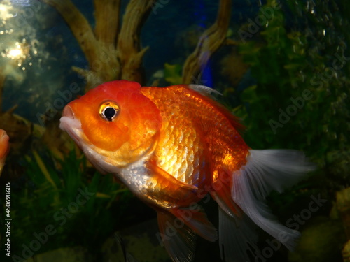 The fish are very beautiful in color swimming in the water tank aquarium, the water is very clear making the beauty of the fish's body very clearly visible