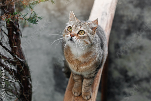 The cat looks to the side and sits on a lawn. Portrait of a short-haired striped cat with yellow eyes in nature, close up. Beautiful cat looks up with interest.
