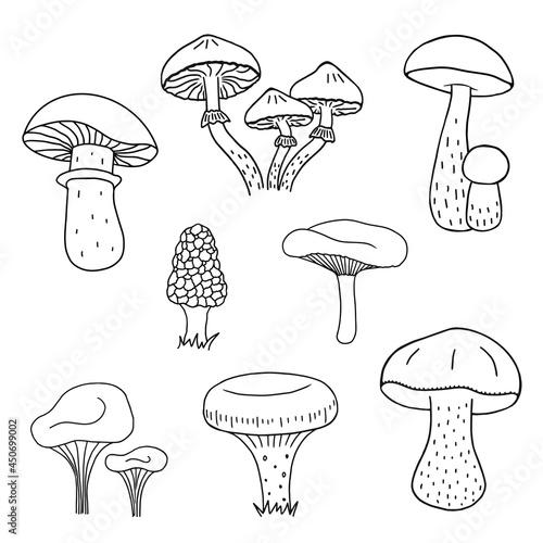 Mushroom hand drawn sketch vector illustration. Mushrooms boletus, chanterelles, camelina, honey agarics, boletus, russula, morel, boletus, fresh organic food isolated on white background.