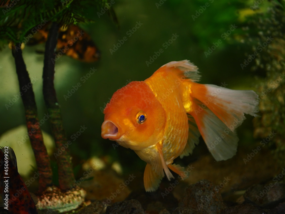 The fish are very beautiful in color swimming in the water tank aquarium, the water is very clear making the beauty of the fish's body very clearly visible The fish are very beautiful in color swimming in the water tank aquarium, the water is very clear making the beauty of the fish's body very clearly visible