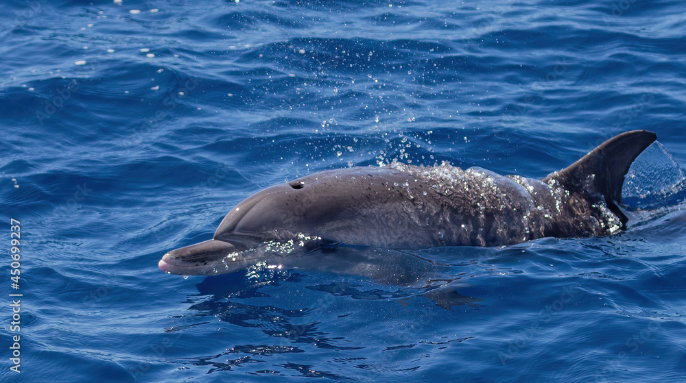 Obraz premium Dolphins swimming, leaping and playing