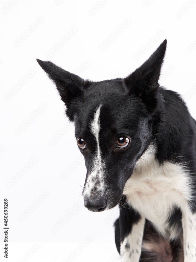 funny crazy dog. smooth-haired black and white Border Collie with curve muzzle funny crazy dog. smooth-haired black and white Border Collie with curve muzzle