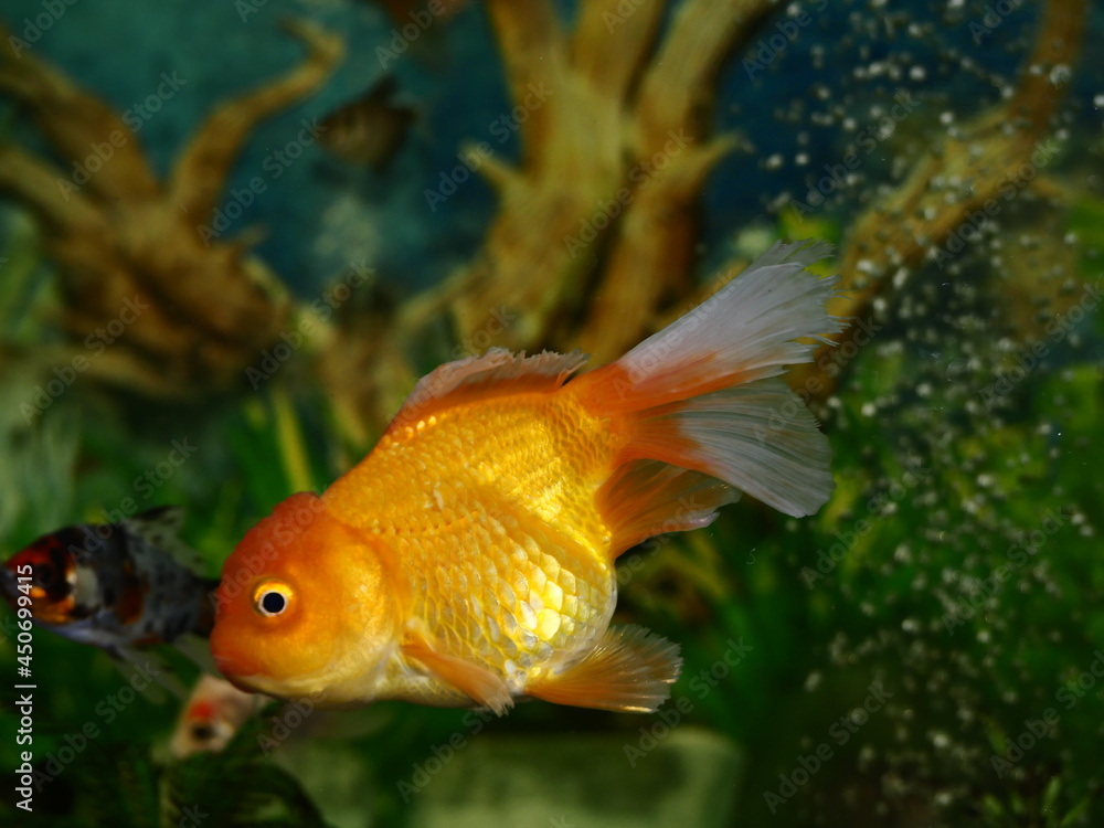 The fish are very beautiful in color swimming in the water tank aquarium, the water is very clear making the beauty of the fish's body very clearly visible The fish are very beautiful in color swimming in the water tank aquarium, the water is very clear making the beauty of the fish's body very clearly visible