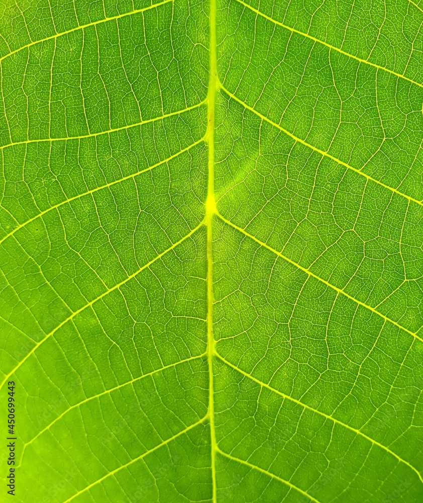 Full frame closeup of beautiful vivid green leaf. Surface with the structure of the green leaf, natural texture. Full frame closeup of beautiful vivid green leaf. Surface with the structure of the green leaf, natural texture.
