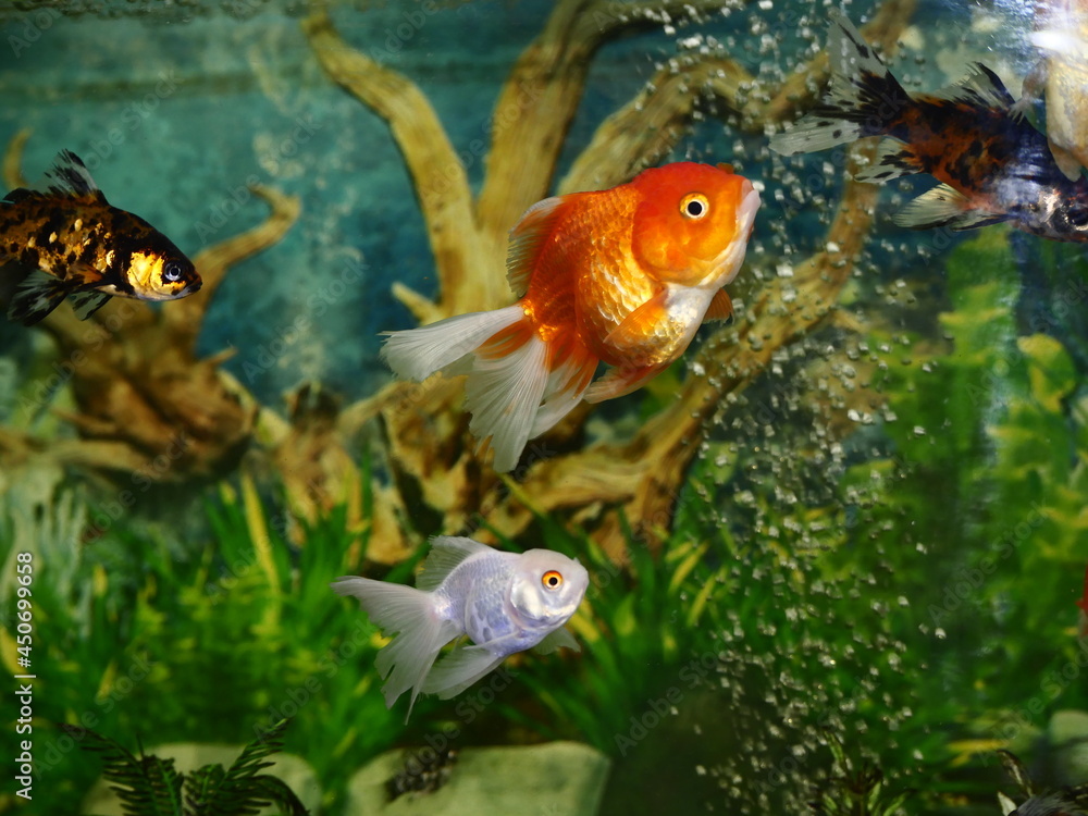 The fish are very beautiful in color swimming in the water tank aquarium, the water is very clear making the beauty of the fish's body very clearly visible The fish are very beautiful in color swimming in the water tank aquarium, the water is very clear making the beauty of the fish's body very clearly visible